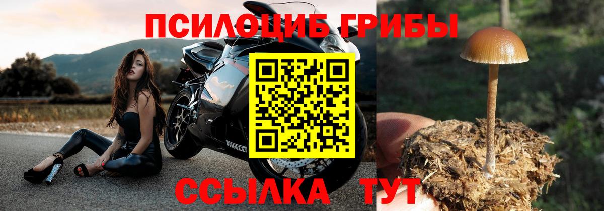 Галлюциногенные грибы Magic Shrooms  Вход с VPN  Кизилюрт  Галлюциногенные грибы Psilocybine cubensis 